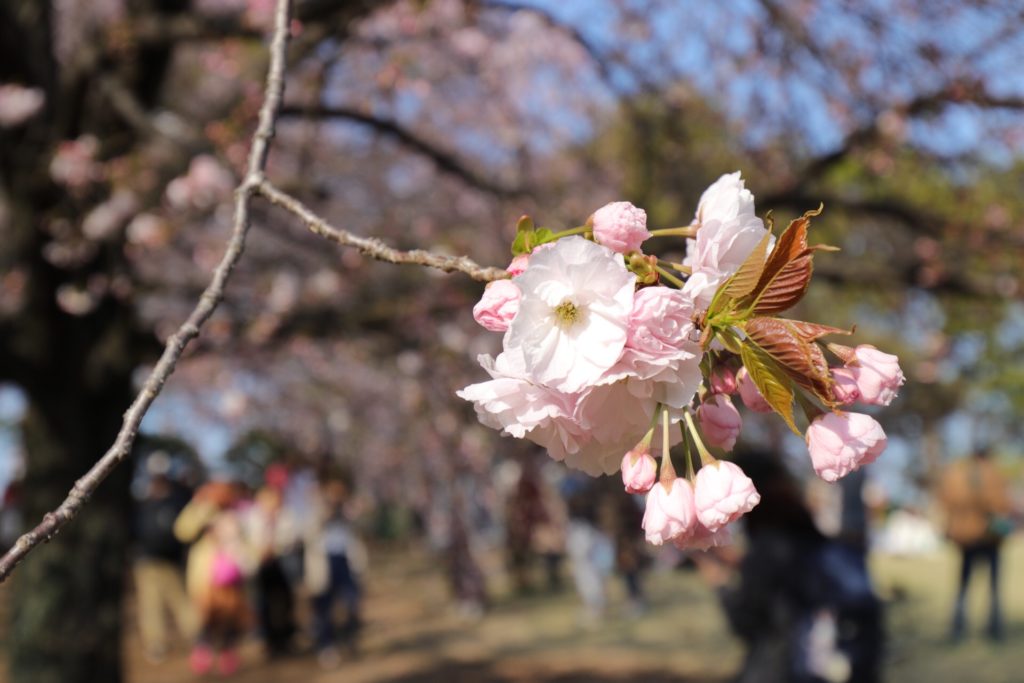 花見